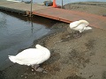 Yamanashi Swan